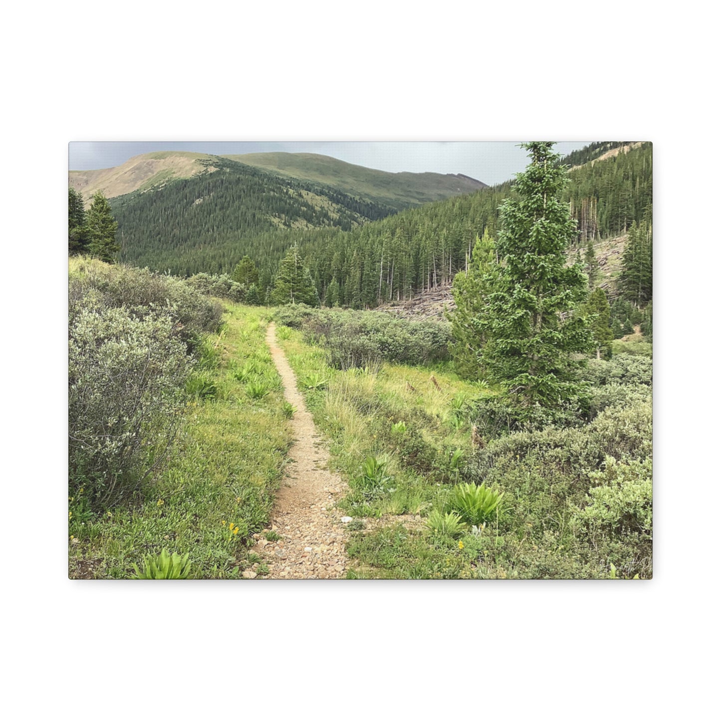 Independence Pass Colorado Trail Canvas Print — Scenic Hiking Landscape Wall Art