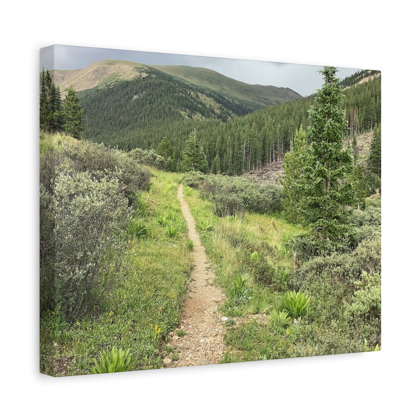 Independence Pass Colorado Trail Canvas Print — Scenic Hiking Landscape Wall Art