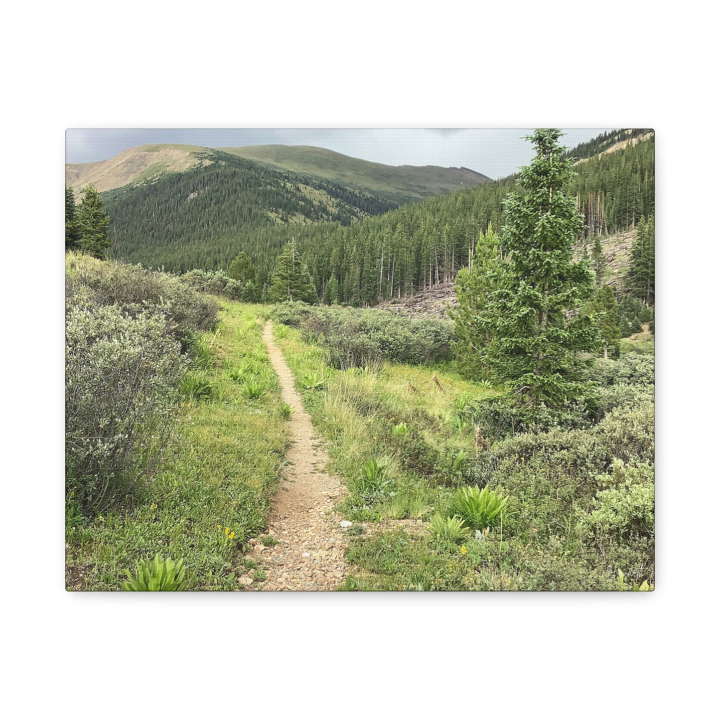 Independence Pass Colorado Trail Canvas Print — Scenic Hiking Landscape Wall Art